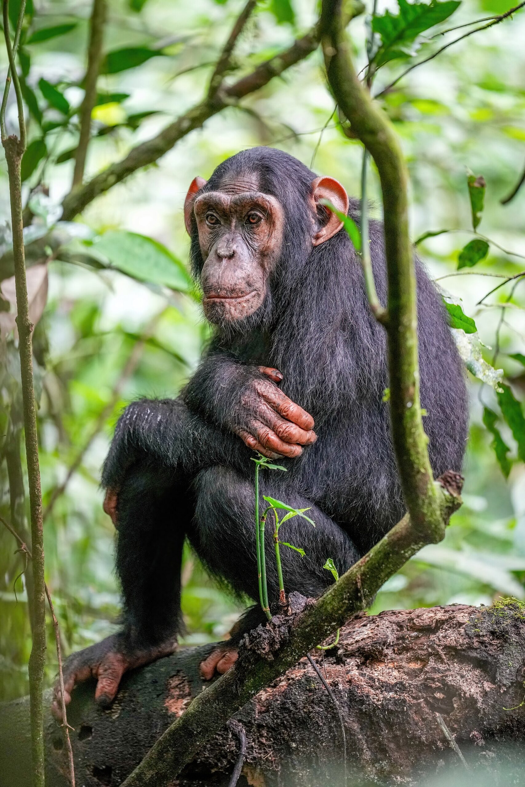 Uganda Chimp Trek vs Gorilla Trek