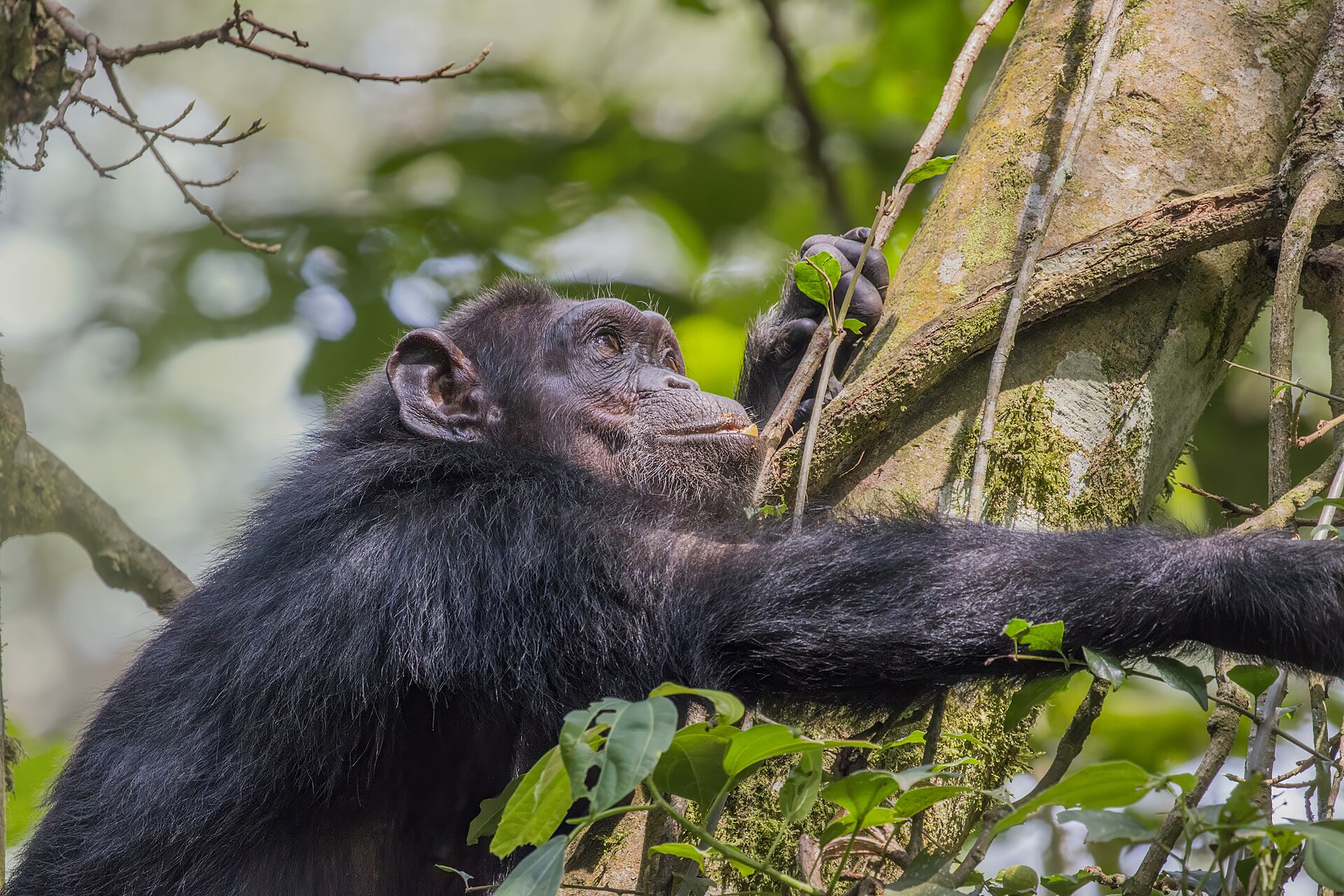 Nyungwe National Park