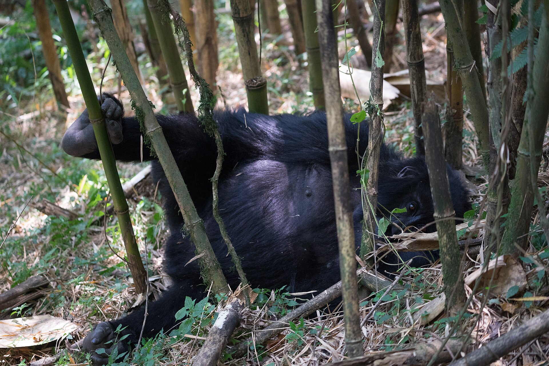Mgahinga Gorilla National Park