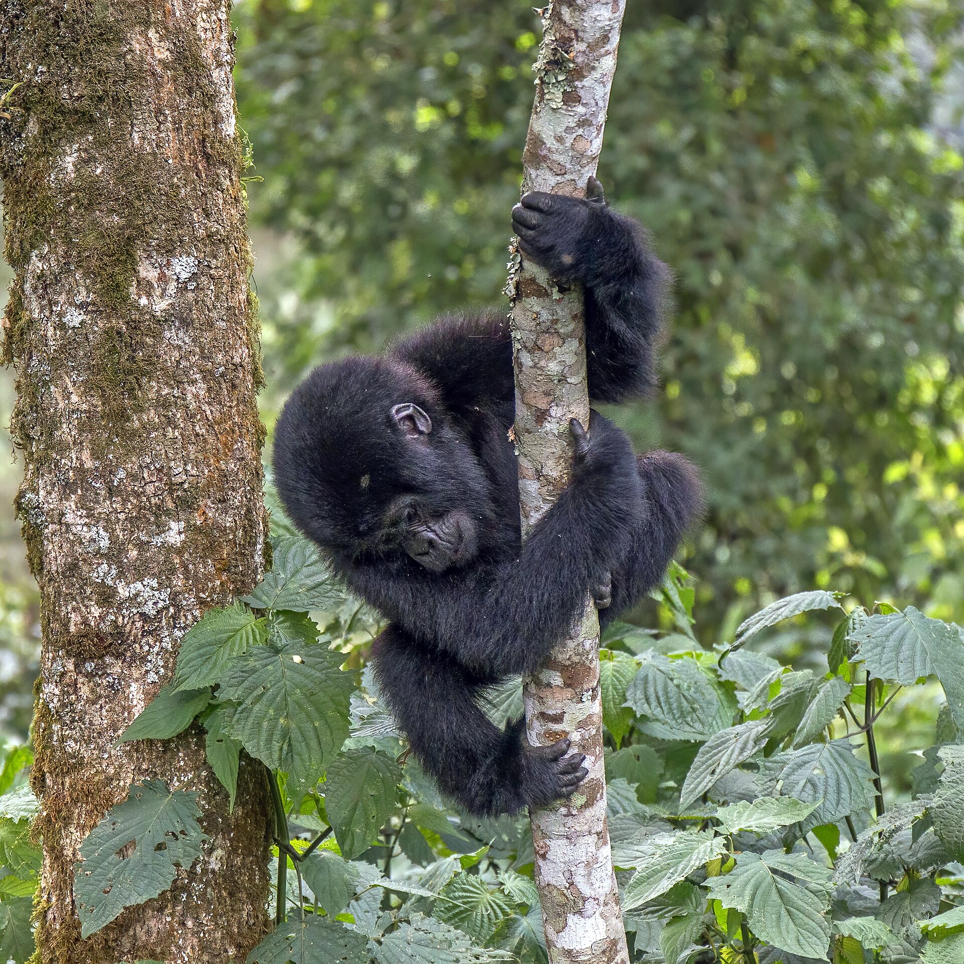 Bwindi vs Volcanoes NP — Which Gorilla Trek Is Right for You?