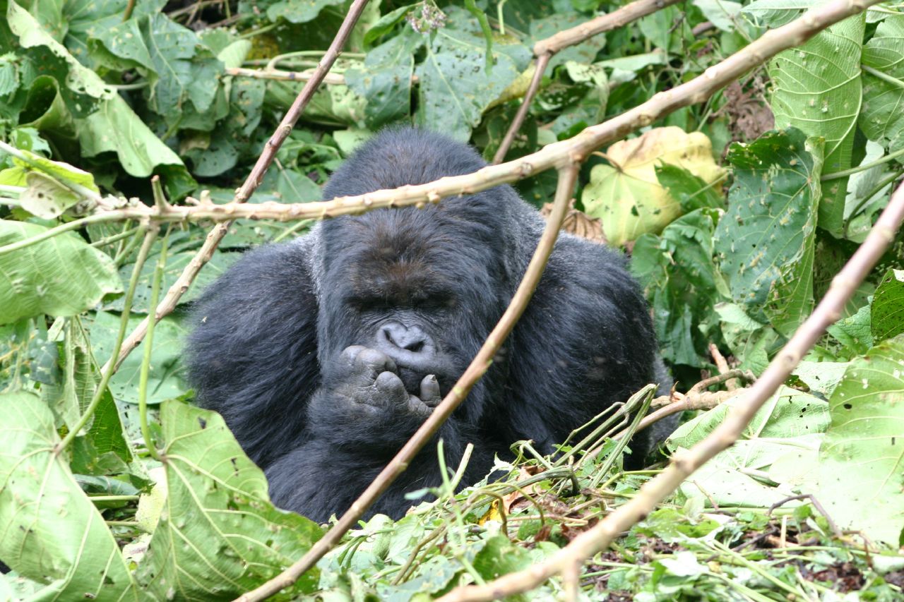 Gorilla Habituation Experience — 5 Days