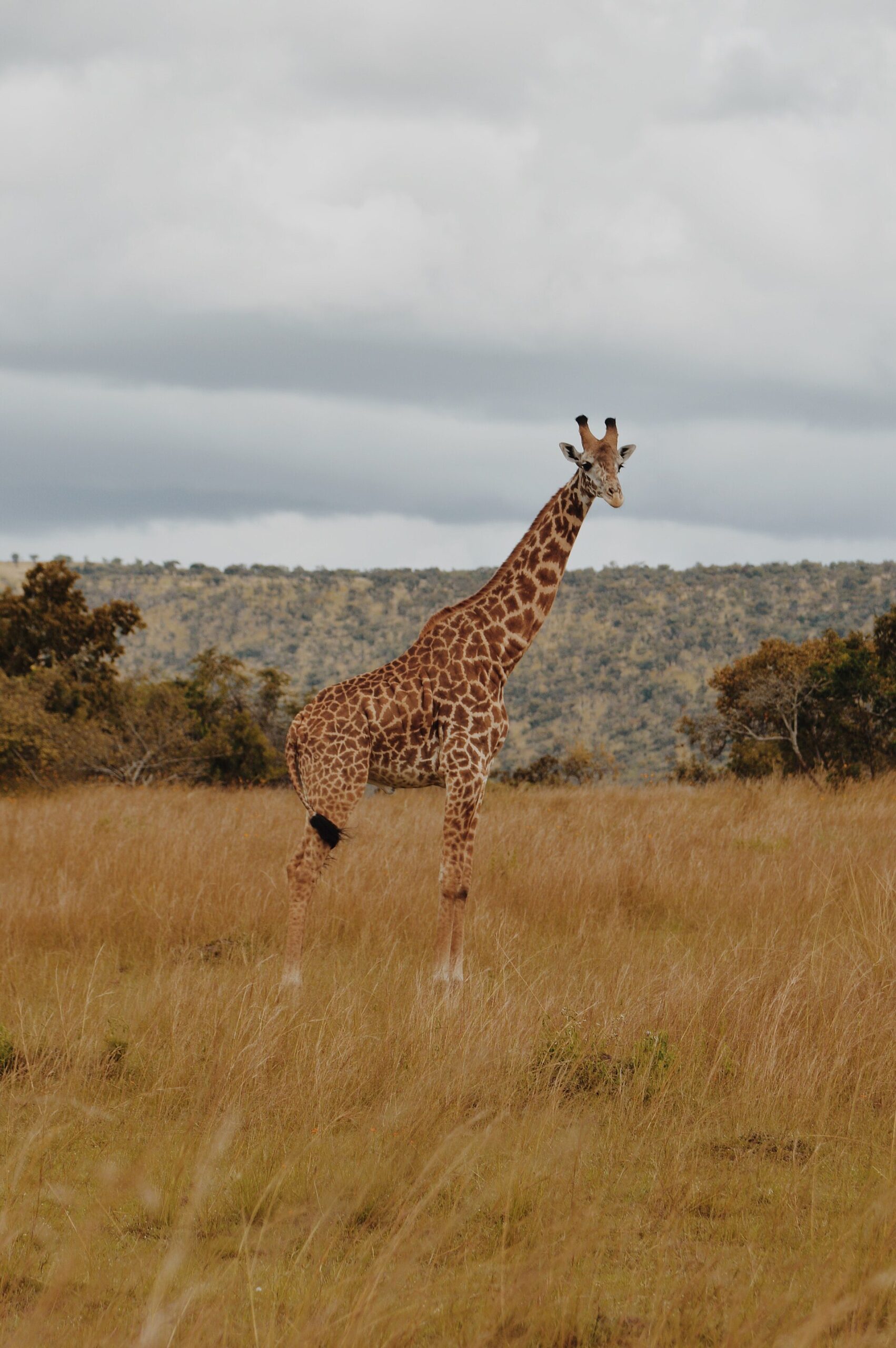 Safari Extension Lodges