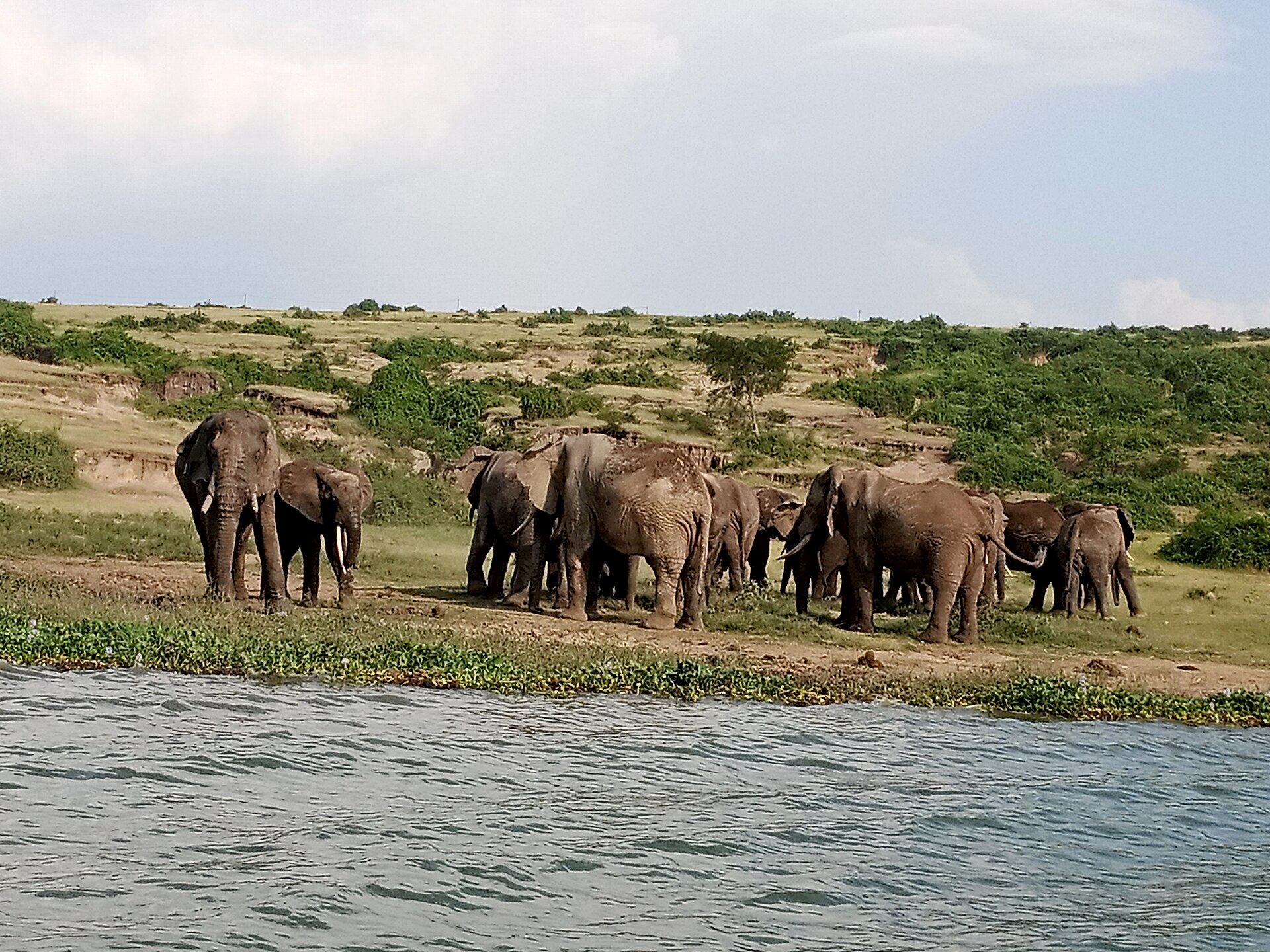 Bwindi Lodges — Every Budget