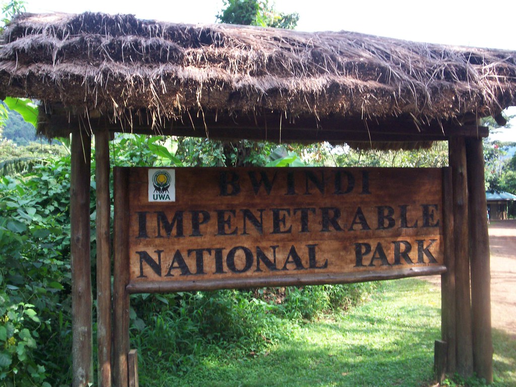The Gorilla Habituation Experience, Explained