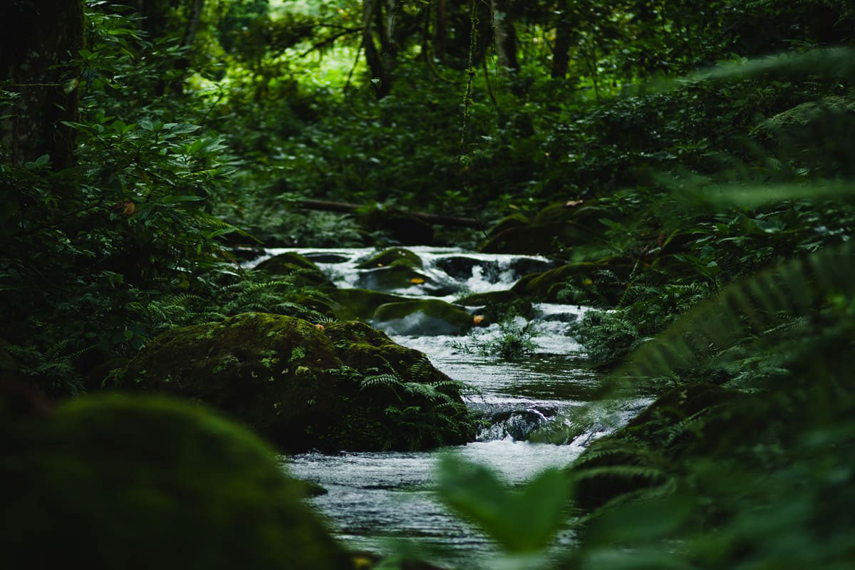 Bwindi Lodge photo 1