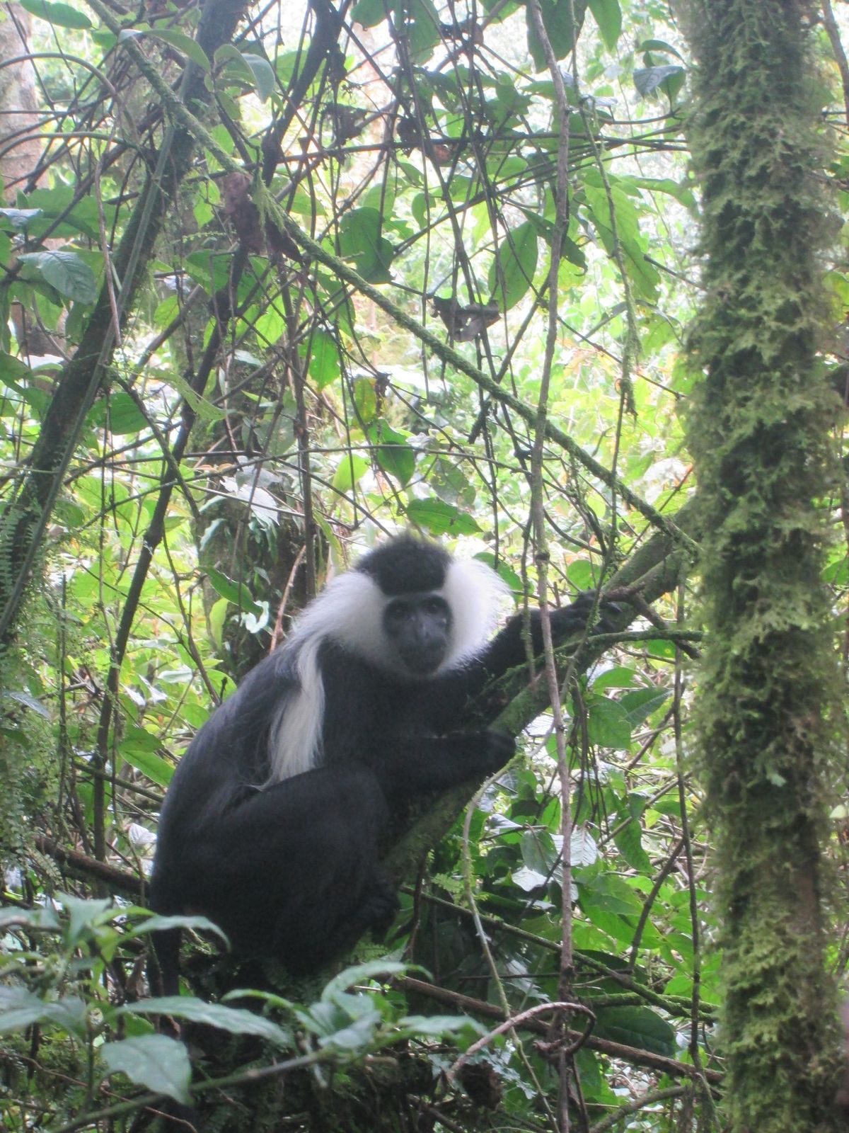 Gishwati-Mukura National Park