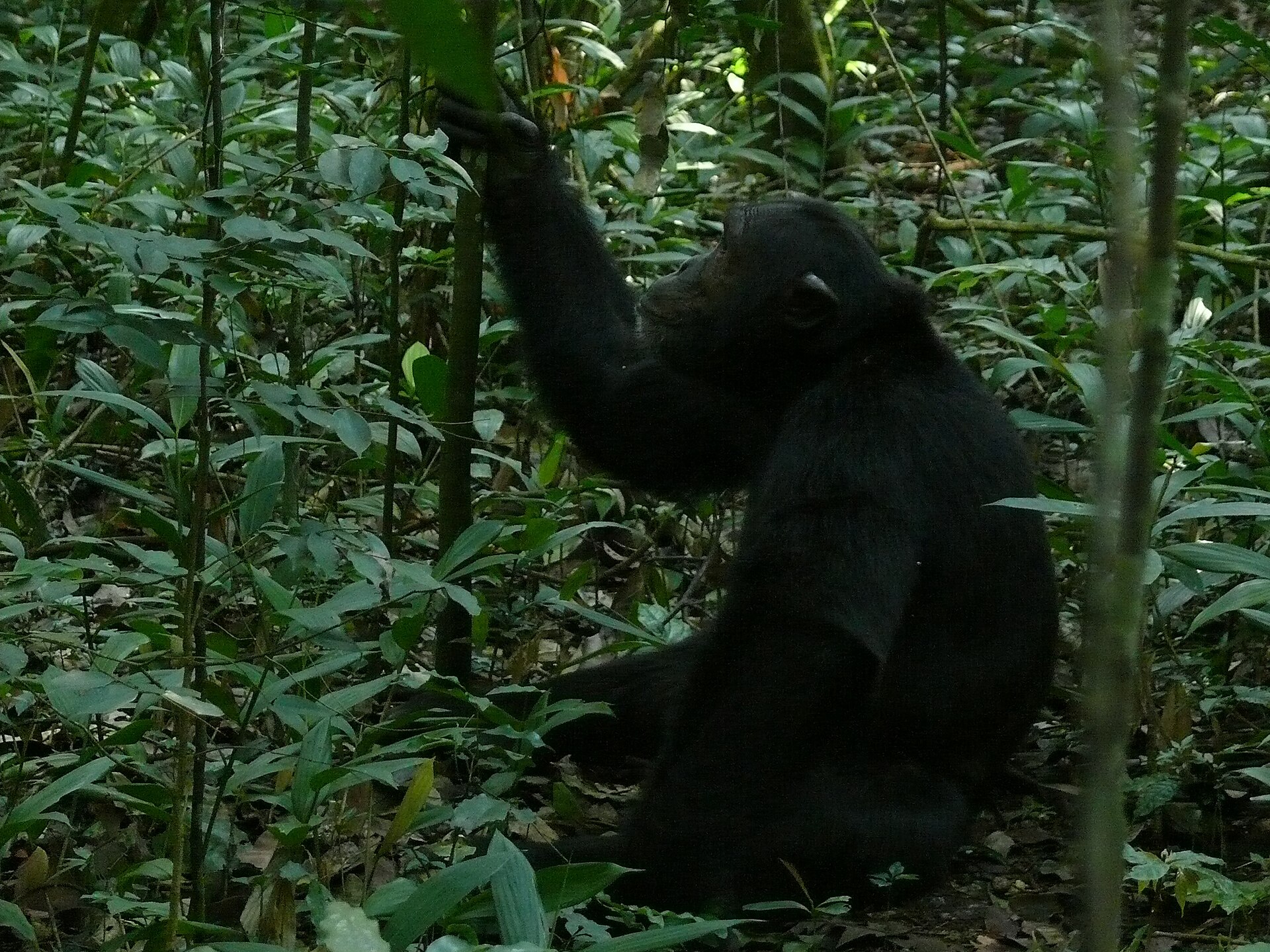 Bwindi Impenetrable National Park