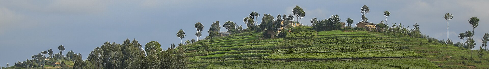 Scenic Tours