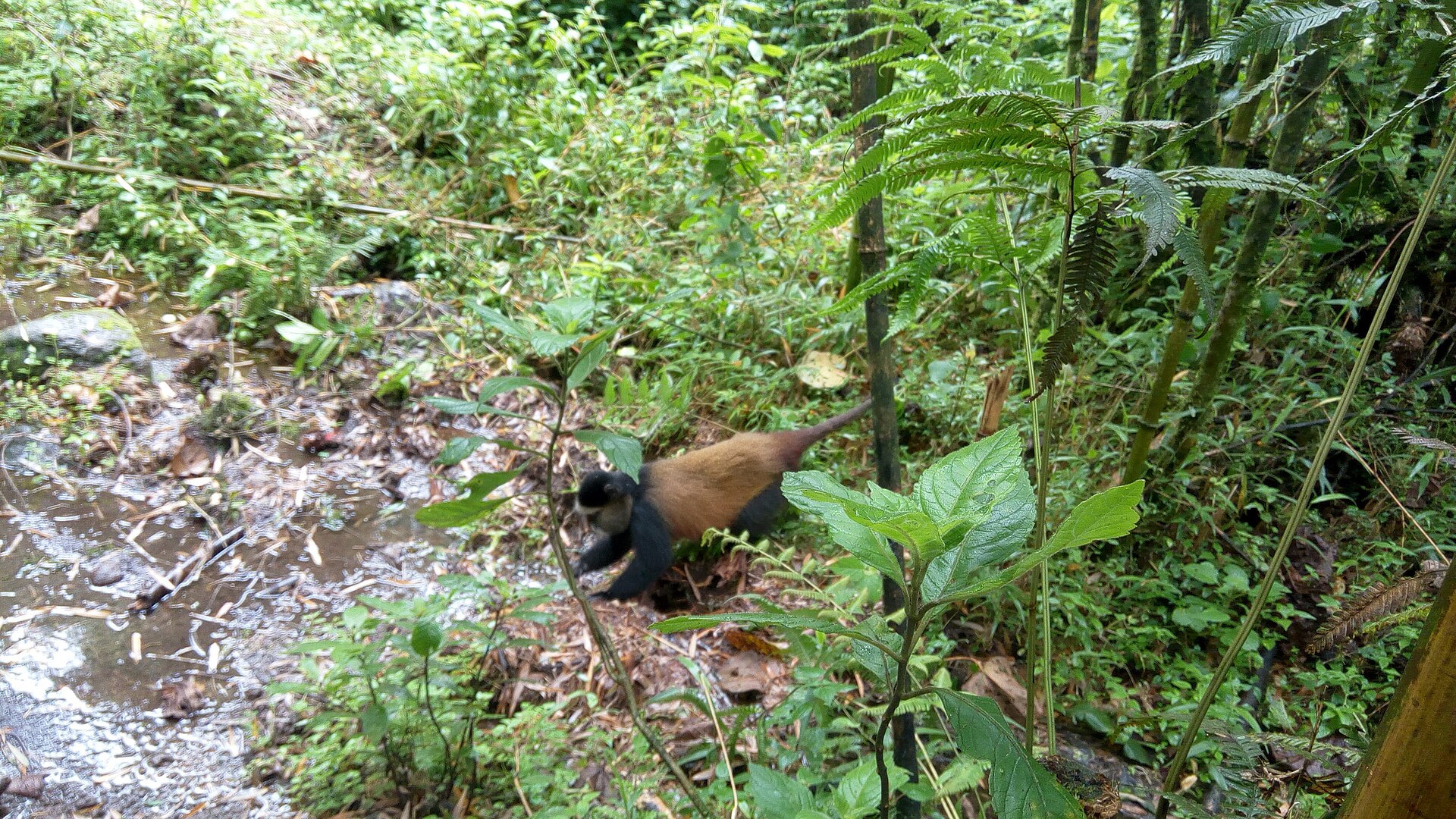 Golden Monkey Trekking (Mgahinga)