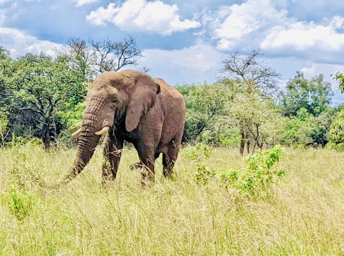 Safari Extension Lodges