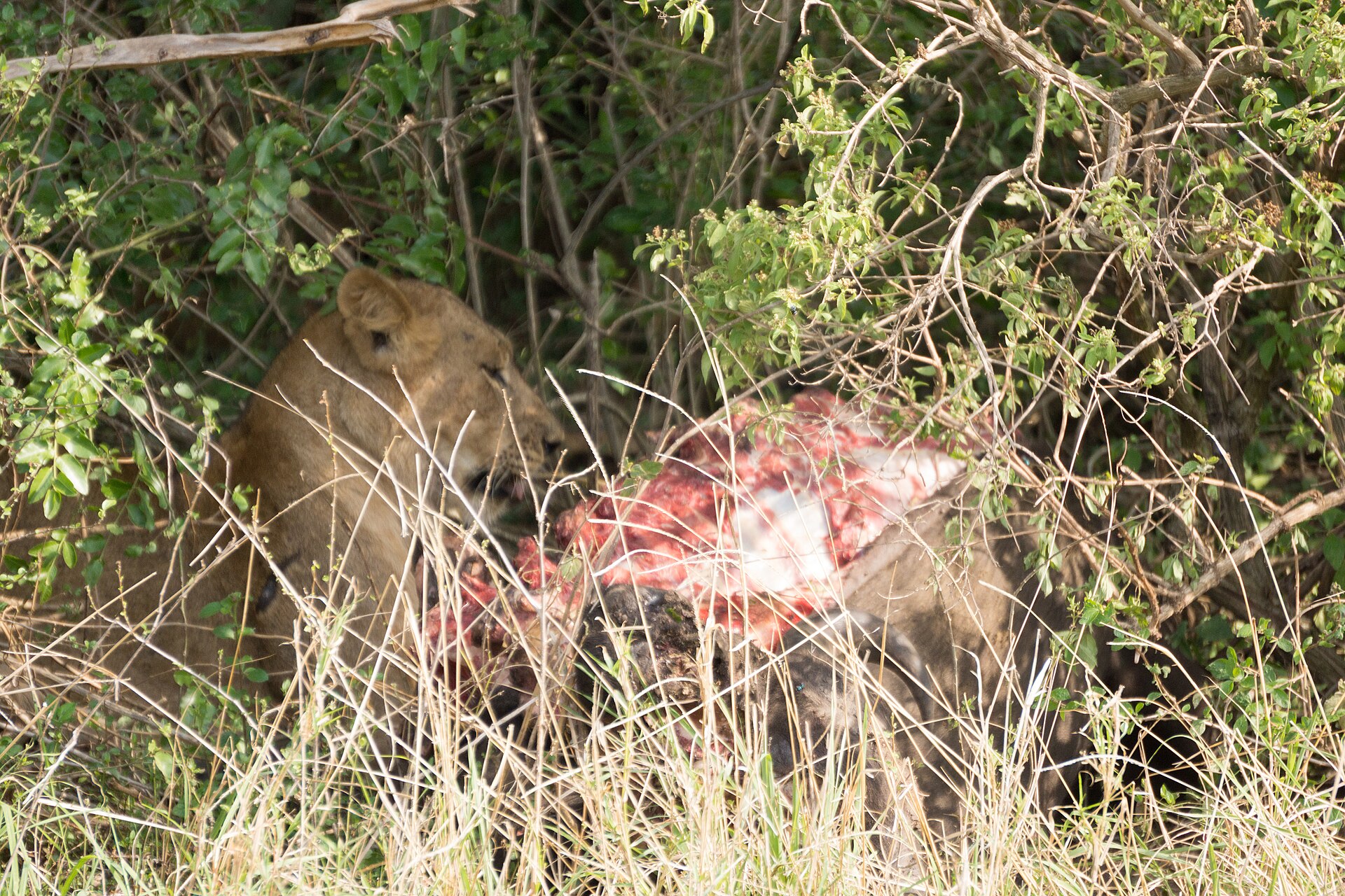 Queen Elizabeth Game Drive & Boat Cruise