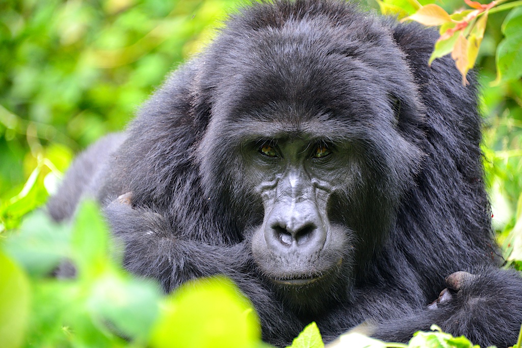 Bwindi Impenetrable National Park