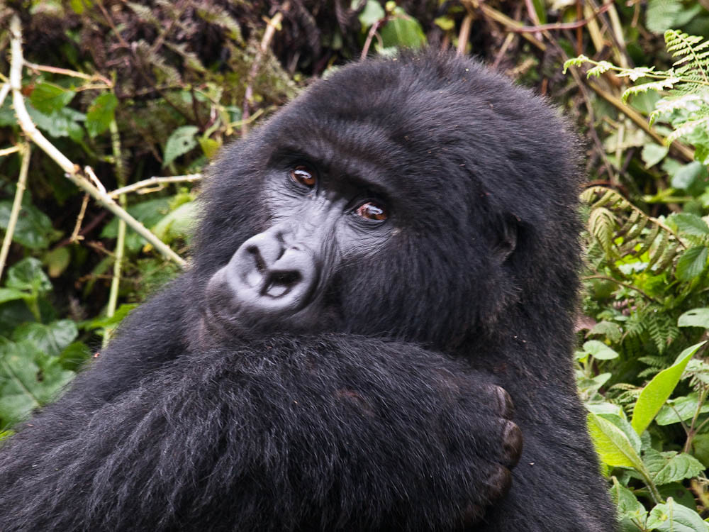 Behind the Scene Gorilla Package