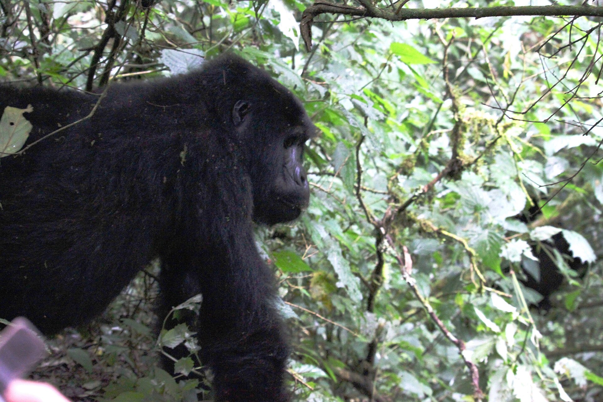 Gorilla Habituation Experience