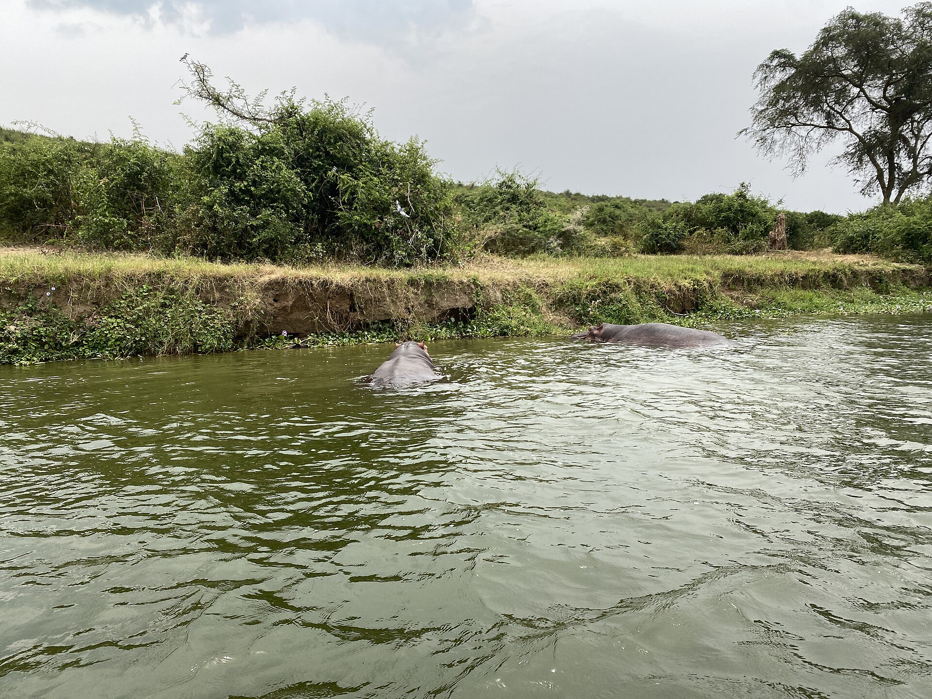 Safari Extension Lodges