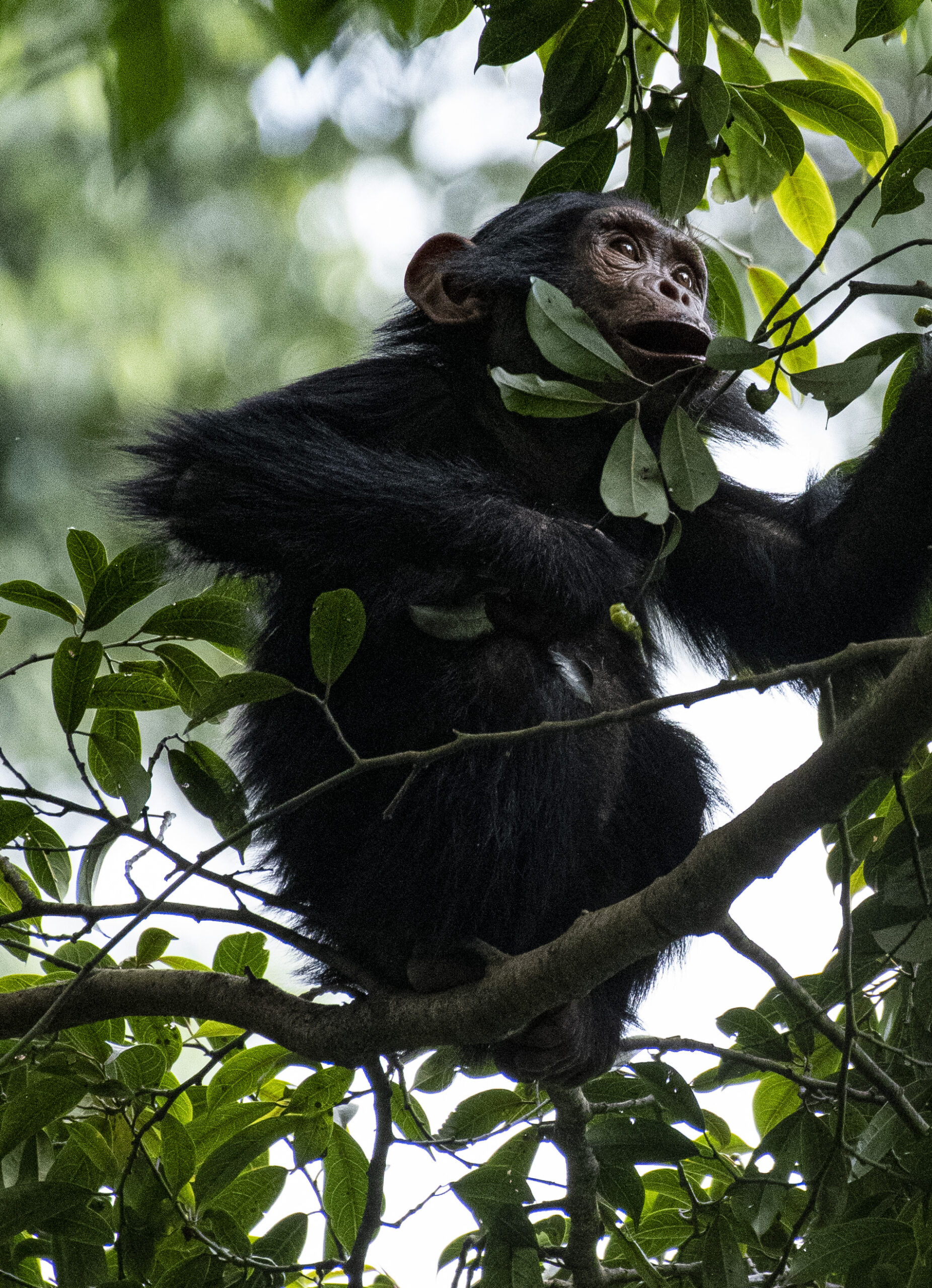 Rwanda Behind the Scene Package