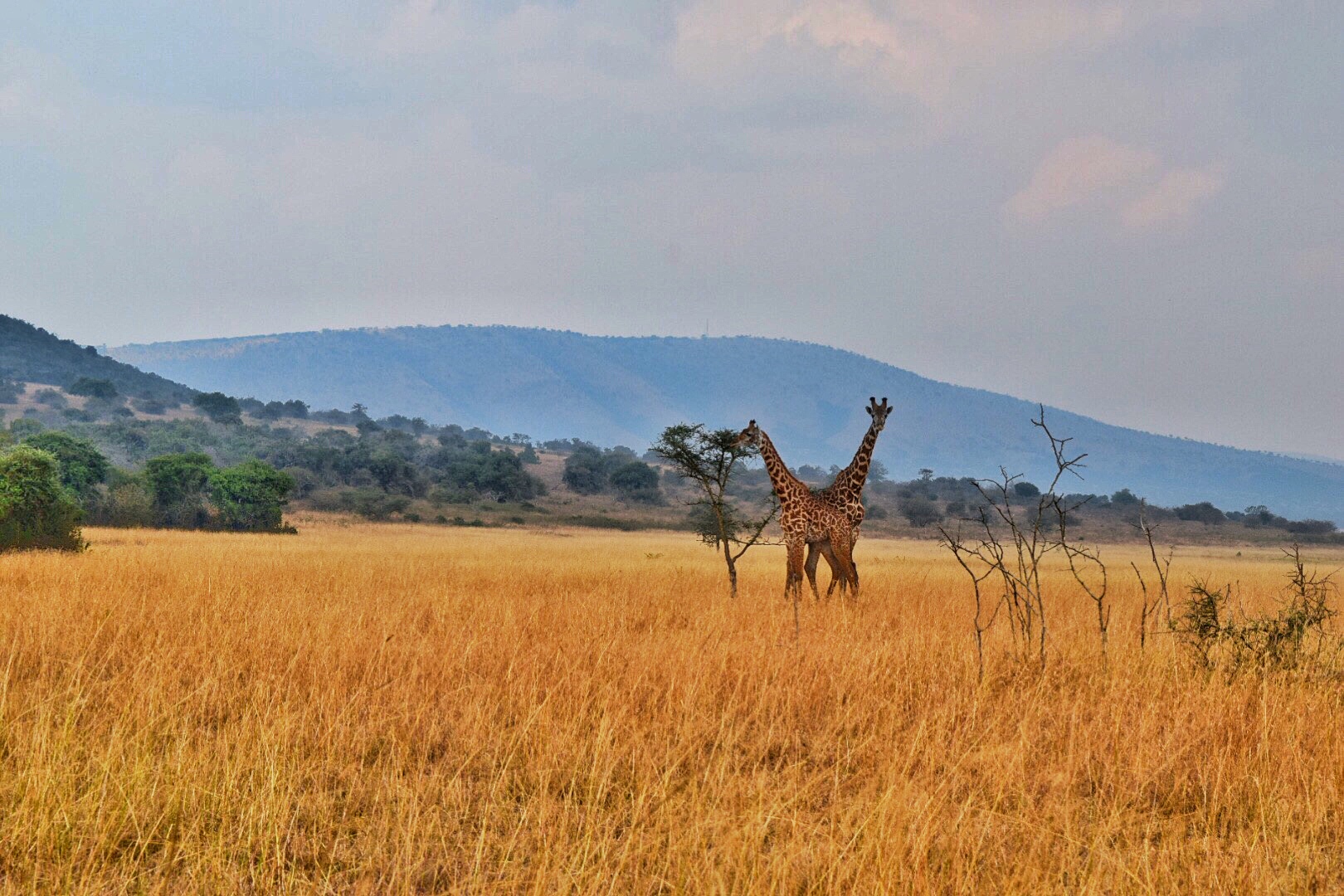 Safari Extension Lodges