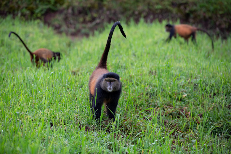 Singita Kwitonda Lodge photo
