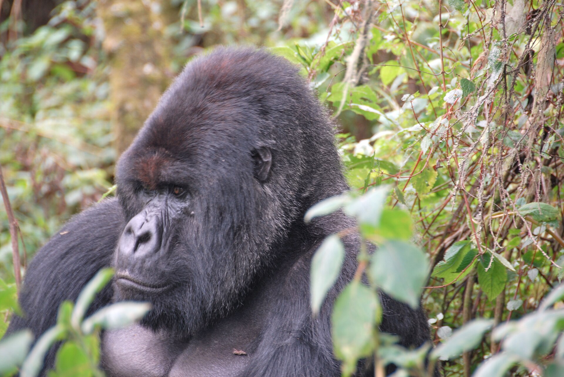 Exclusive Mountain Gorilla Experience