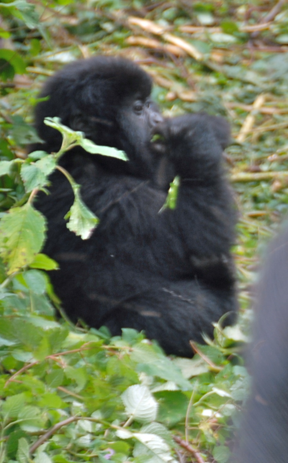 Gorilla Habituation Experience