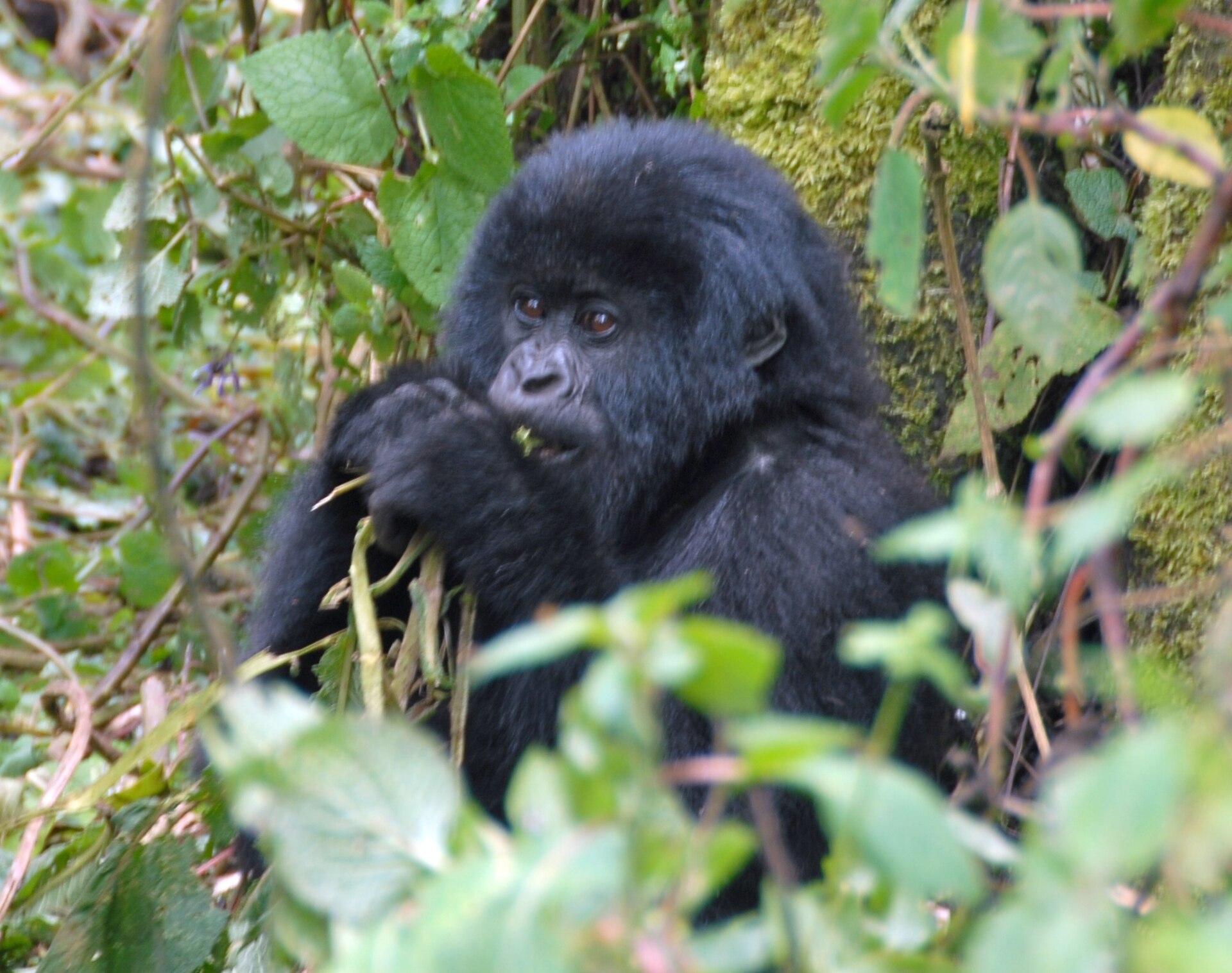 Bwindi Impenetrable National Park