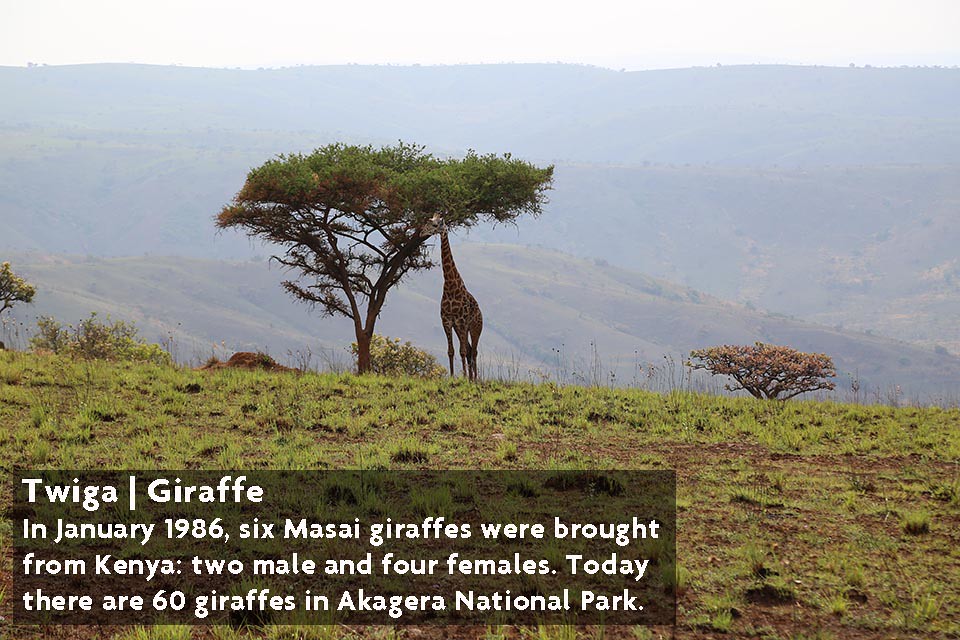 Akagera National Park