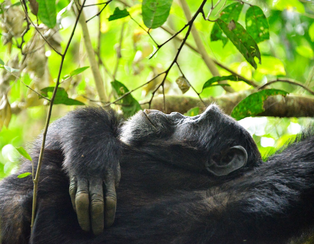 Kibale Chimpanzee Trekking