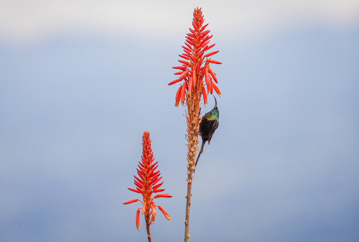 Virunga Lodge photo