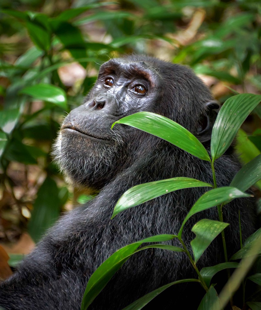 Rwanda 10-Day Itinerary