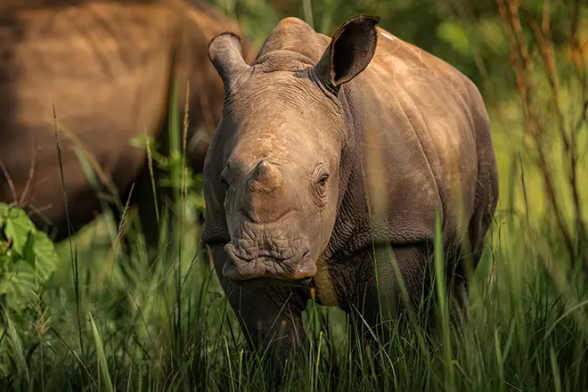 Ziwa Rhino Sanctuary photo 3