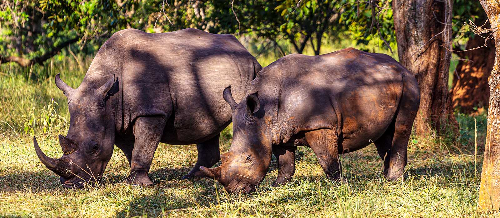 Ziwa Rhino Sanctuary photo 1